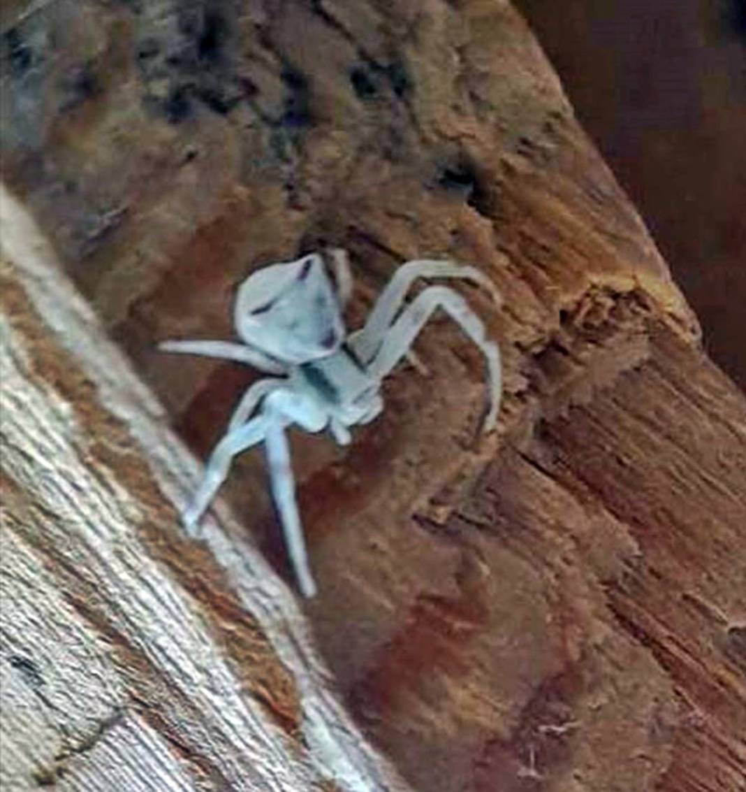 O kentte insan yüzlü örümcek paniği! Eve girerken yakalandı, kapı pencereyi sıkı sıkı kapatın 6